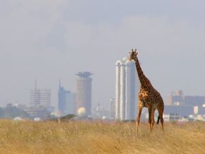 nairobi skyline (22K)